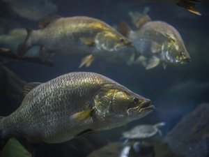 Barramundi shutterstock_1200747673