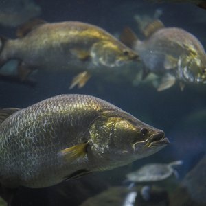 Barramundi shutterstock_1200747673