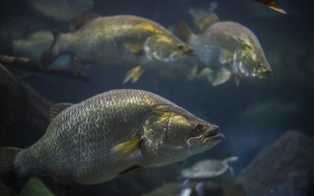 Barramundi shutterstock_1200747673