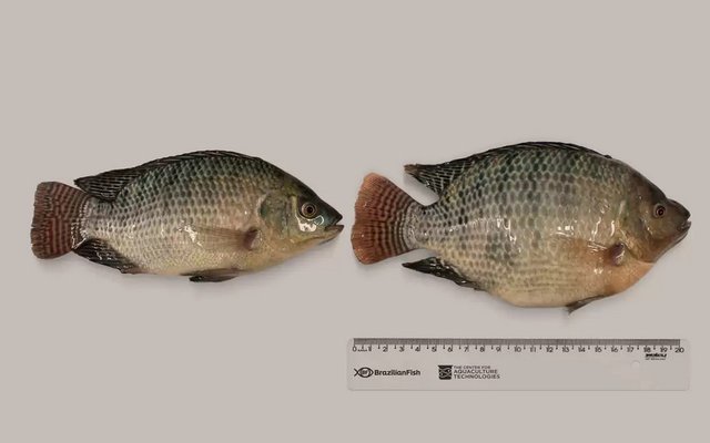Brazilian fish