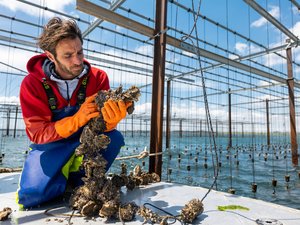 Chapter 6 - Aquaculture farmer inspecting oysters in the Thau Lagoon, France _©Médithau