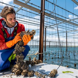 Chapter 6 - Aquaculture farmer inspecting oysters in the Thau Lagoon, France _©Médithau