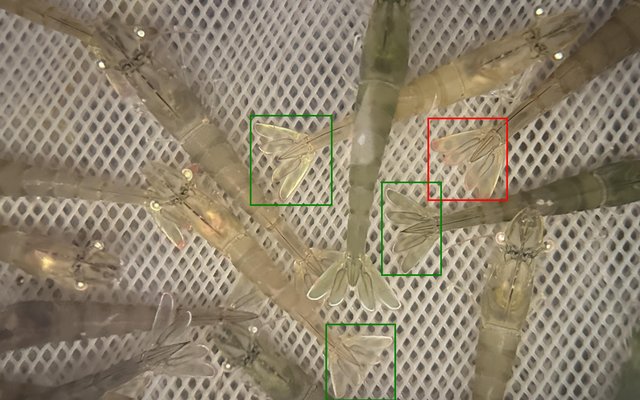 Computer Vision Shrimp Stress Detection