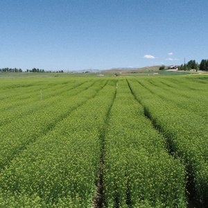 Credit_Yield10 Bioscience Camelina containing the omega-3 EPA trait growing at acre scale in spring 2023