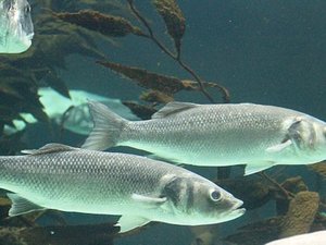 Dicentrarchus_labrax_LoroParqueTenerife_seabass_IMG_4954 credit bjoertvedt creative commons