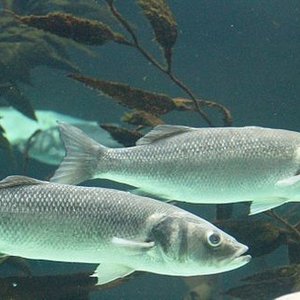 Dicentrarchus_labrax_LoroParqueTenerife_seabass_IMG_4954 credit bjoertvedt creative commons