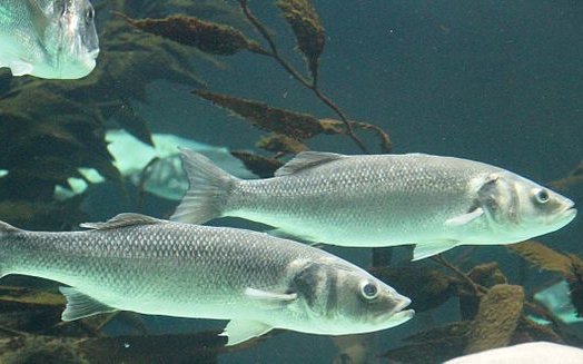 Dicentrarchus_labrax_LoroParqueTenerife_seabass_IMG_4954 credit bjoertvedt creative commons