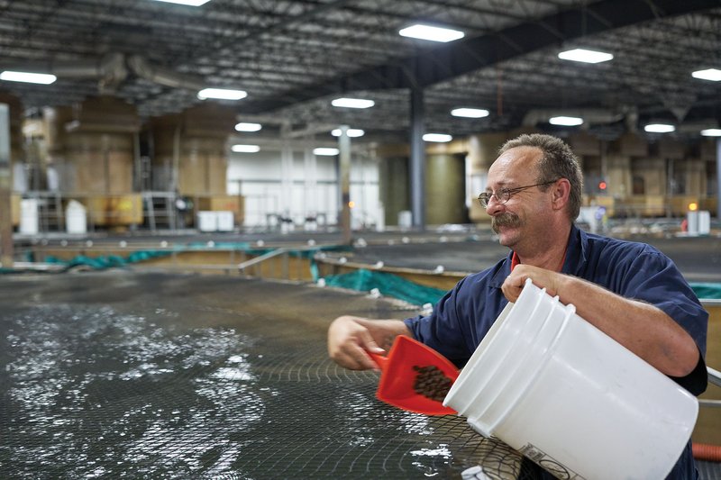 Feeding AQB's Atlantic salmon in grow-out tank