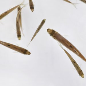 Fish_shutterstock_749780197
