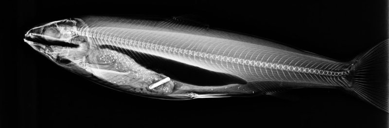 GarethXray1-1024x338