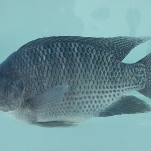 GenoMar tilapia IMG_7466