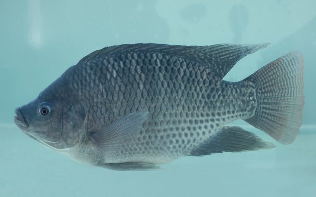 GenoMar tilapia IMG_7466