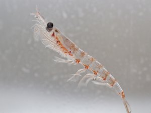 Krill_shutterstock_202456957