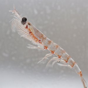 Krill_shutterstock_202456957