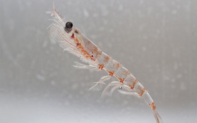 Krill_shutterstock_202456957