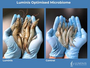 Luminis Optimised Microbiome in Vannamei(3)