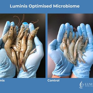 Luminis Optimised Microbiome in Vannamei(3)