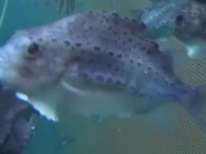 Lumpfish