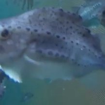 Lumpfish