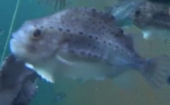 Lumpfish