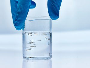 Marine fish larvae at BioMar Aquaculture Technology Centre Denmark EDIT_WB_21_20623_2