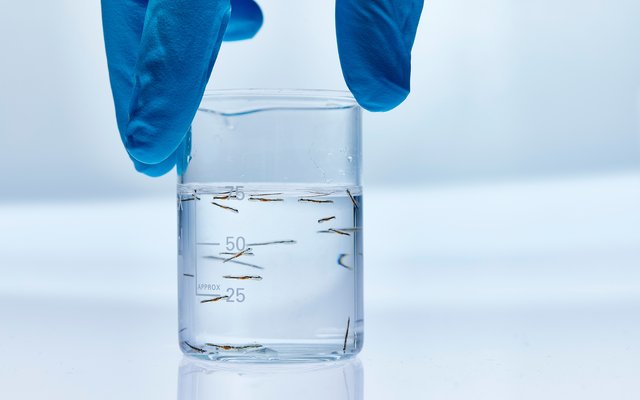 Marine fish larvae at BioMar Aquaculture Technology Centre Denmark EDIT_WB_21_20623_2