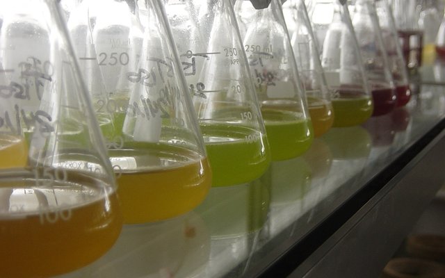 Microalga2