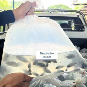 Nanobubble-Vaccine