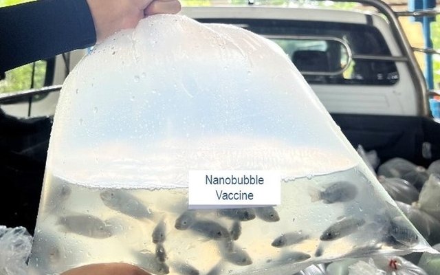 Nanobubble-Vaccine