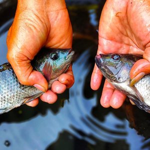 Oreochromis-mossambicus-1800