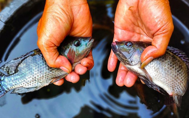 Oreochromis-mossambicus-1800