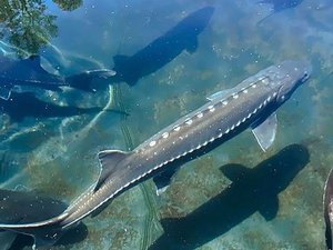 PR20250402-aquaculture-lead