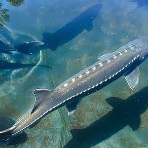 PR20250402-aquaculture-lead