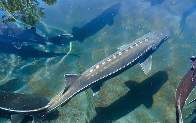 PR20250402-aquaculture-lead