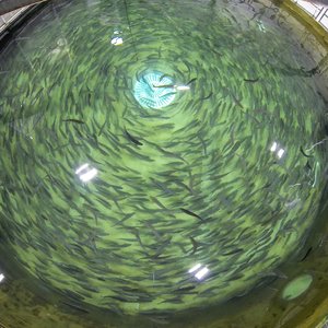 Photo 2_RAS Tank of Salmon