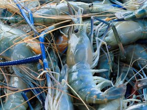 Prawn
