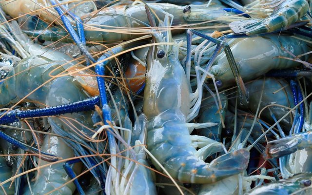 Prawn