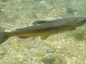 Rainbow+Trout+1_hero