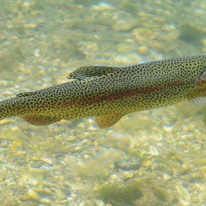 Rainbow+Trout+1_hero