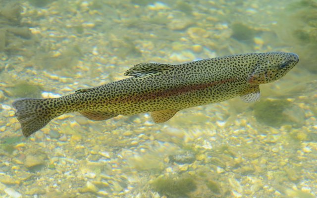 Rainbow+Trout+1_hero