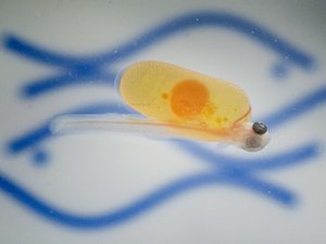 Rainbow trout hatched