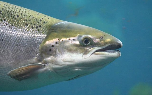 Salmon (Credit Landcatch Natural Selection Ltd) small_0