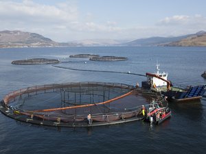 Salmon farm 1(1)