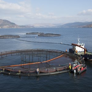 Salmon farm 1(1)