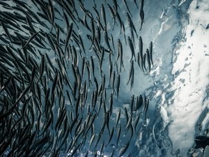 Sardinas