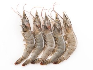 Shrimp1