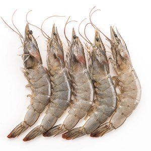 Shrimp1