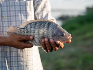 Tilapia_shutterstock_2210578277