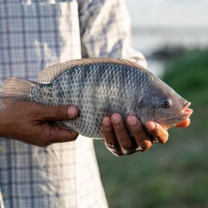 Tilapia_shutterstock_2210578277