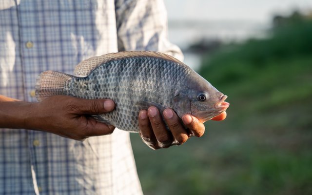 Tilapia_shutterstock_2210578277